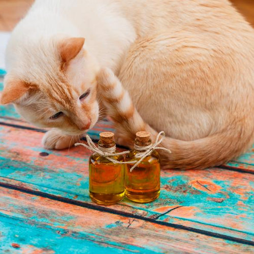 Why Essential Oils Are Bad For Your Cat